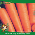 Suntoday овощей Агро highyield гибрид F1 органические дикий индийский красный Новый курода выращивание семян моркови сельскохозяйственные (51001)